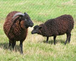 Des moutons au collège… Bientôt ! Suivez les préparatifs.